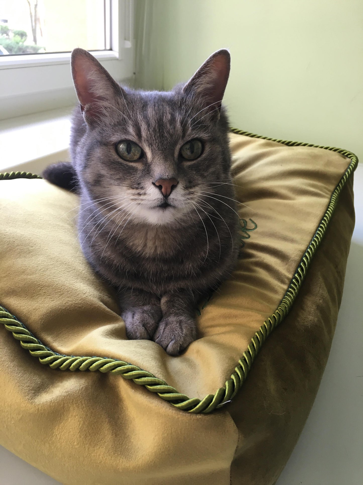 Classic Premium Guolis kordu dengtu krašteliu