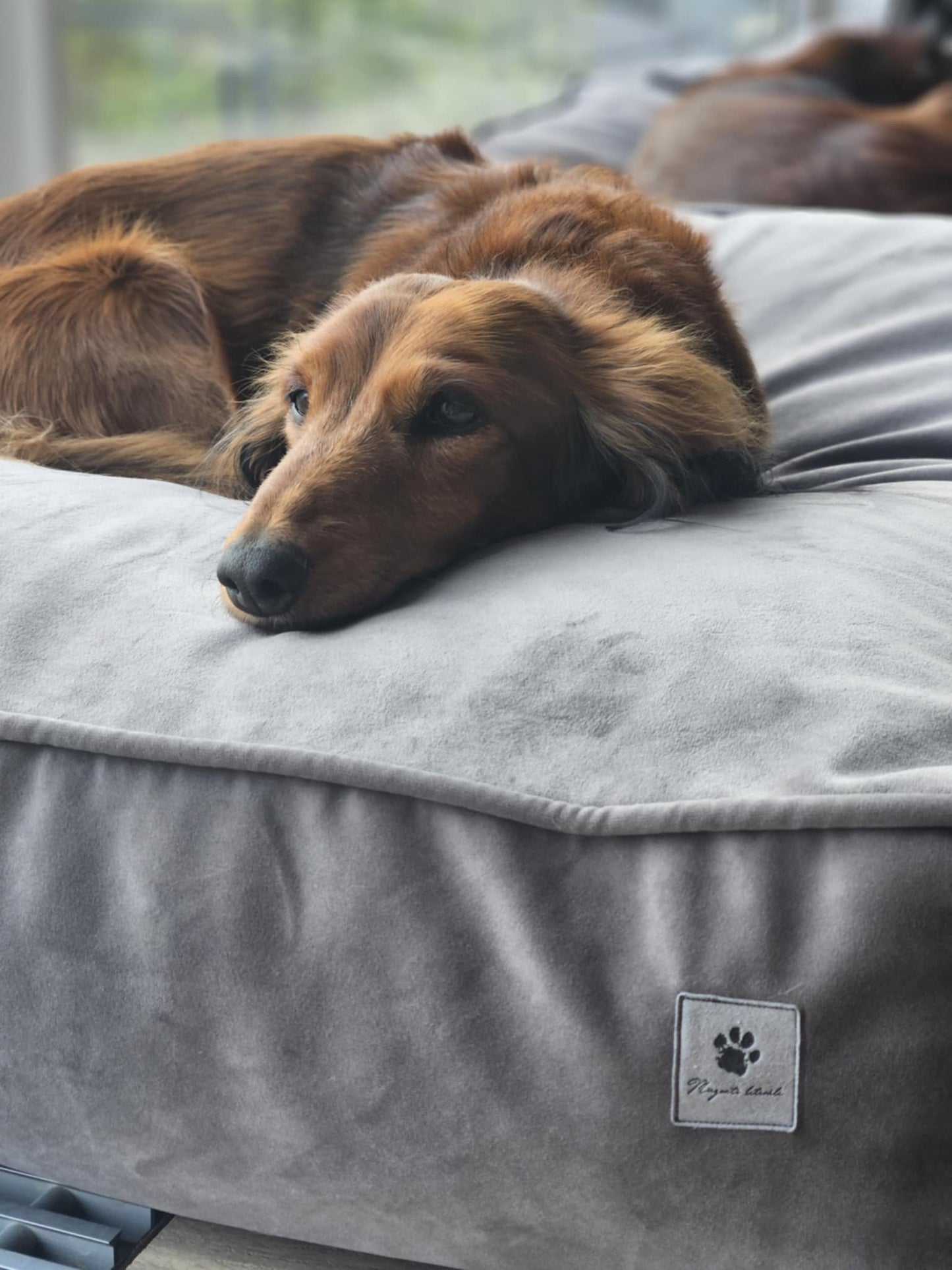 Classic Premium Guolis su Audinio krašteliu