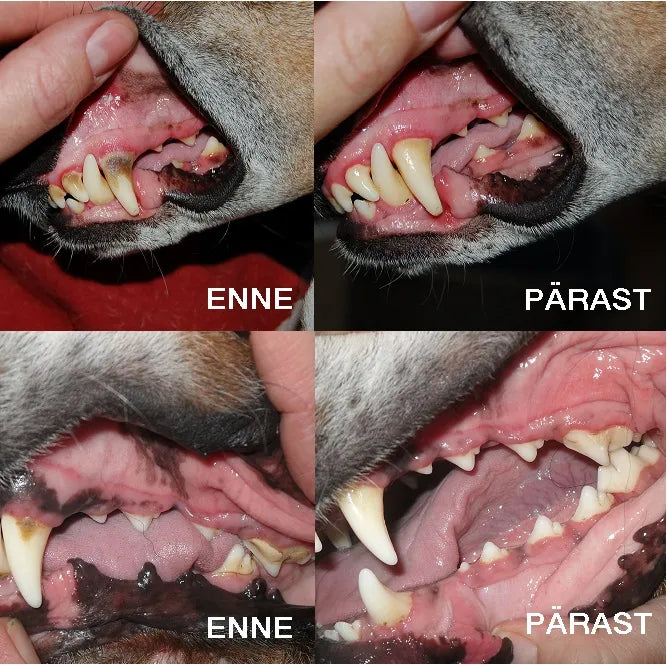 Platinum OralClean+Care gelis dantims Classic