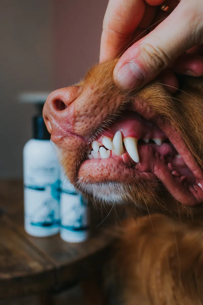 Platinum OralClean+Care purškalas dantims Classic