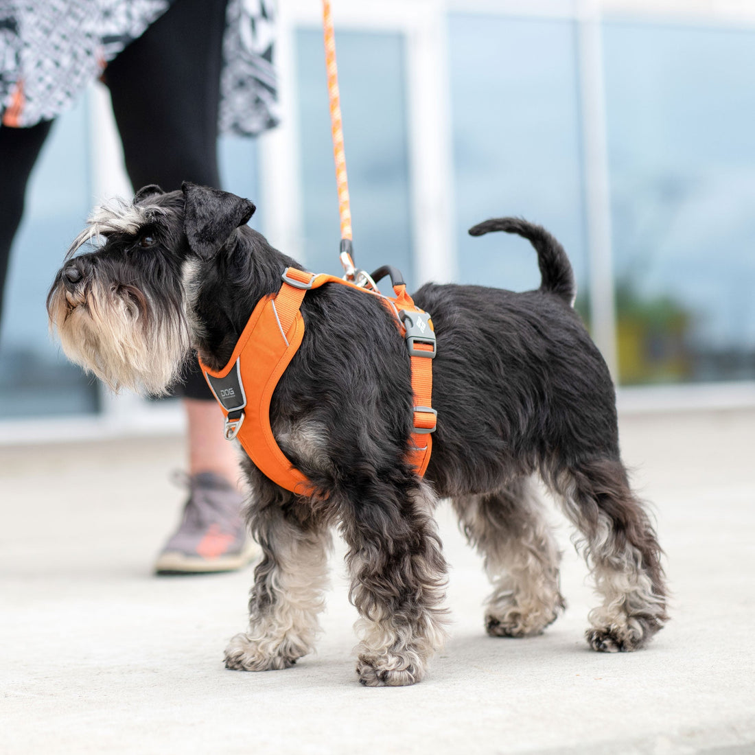 Dog Copenhagen – geriausi produktai už geriausią kainą
