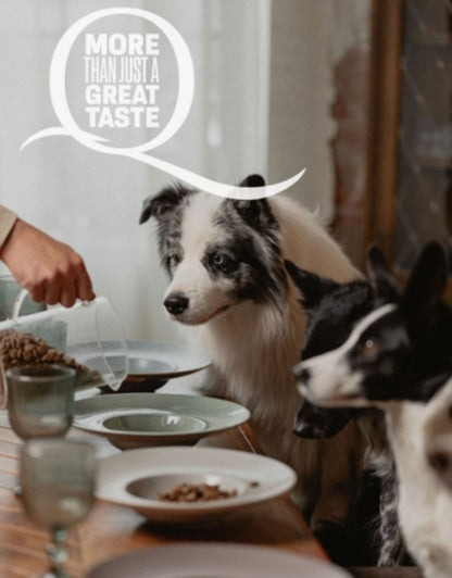 Quattro begrūdis visų veislių suaugusių šunų pašaras su ėriena monoproteinas