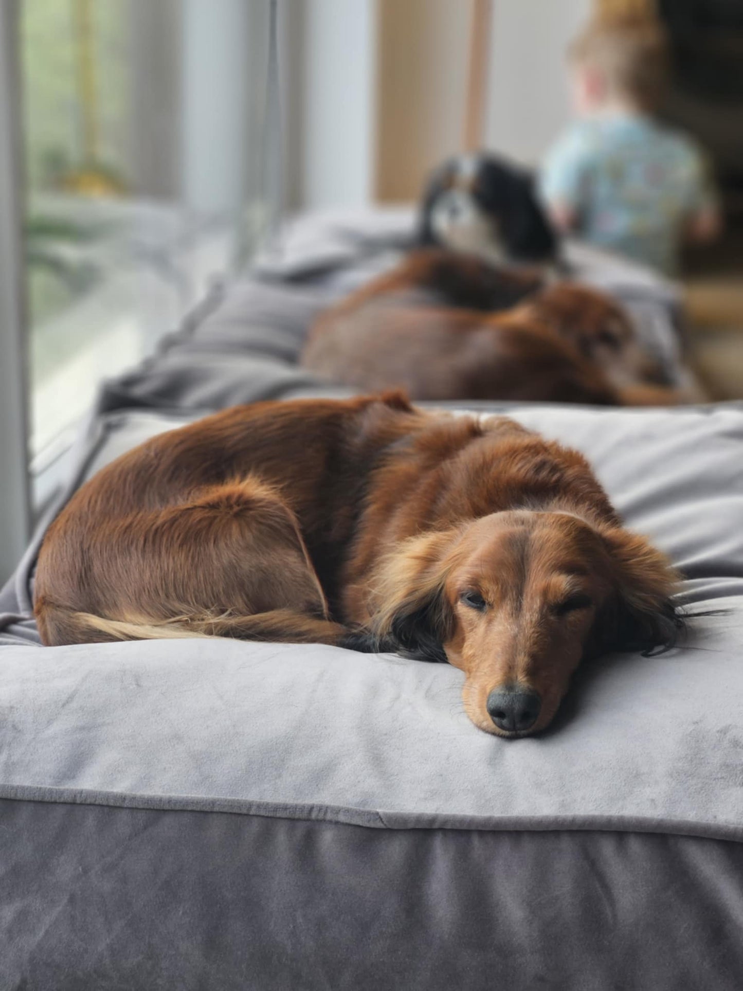 Classic Premium Guolis su Audinio krašteliu