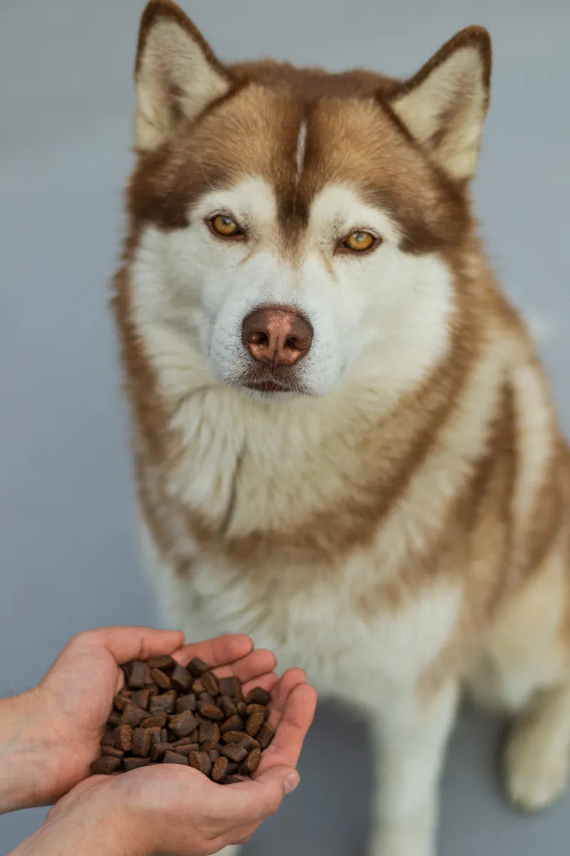 Platinum Adult sausas pašaras šunims su jautiena