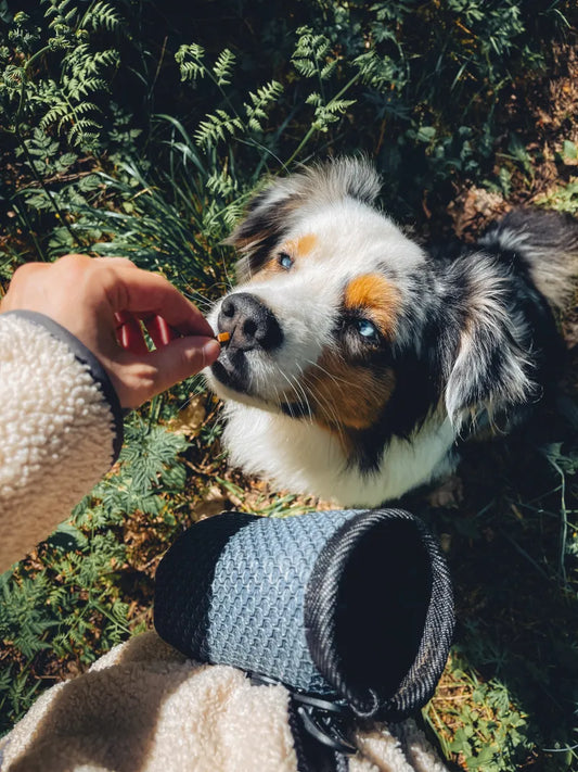 Platinum skanėstų dėklas