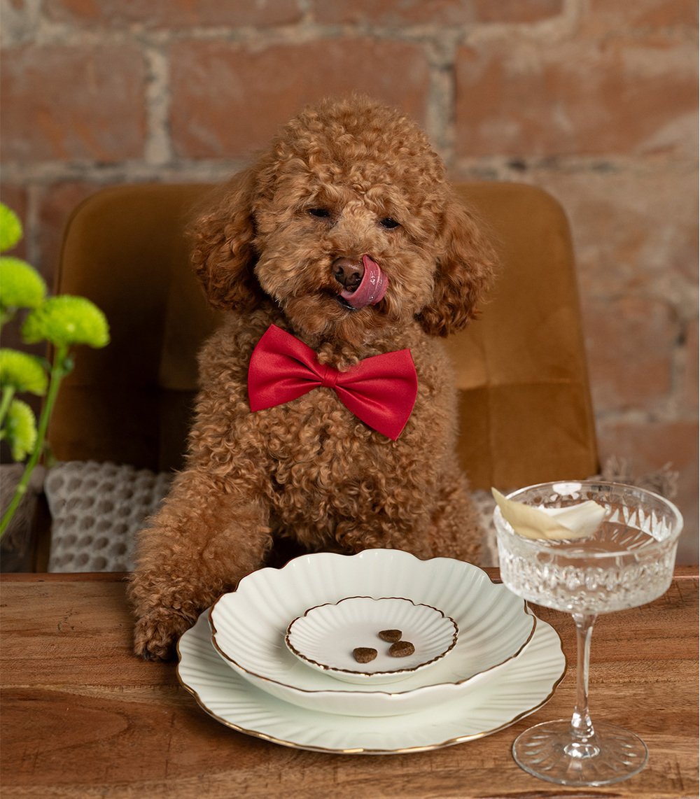 Quattro Small breed Junior sausas begrūdis maistas su antiena