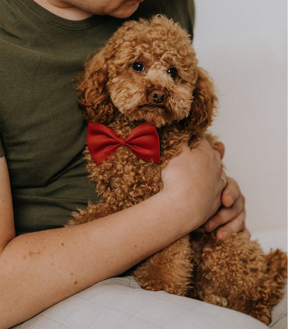 Quattro small breed adult sausas begrūdis maistas su ėriena